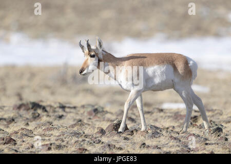 Gabelbock (Antilocapra Americana), Männlich, zu Fuß auf der Prärie, alte Yellowstone Road, Montana, USA. Stockfoto