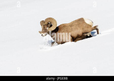 Bighorn Schafe (Ovis Canadensis) männlich, Ram, Wandern durch den Tiefschnee, Yellowstone-Nationalpark, Wyoming, Montana, USA Stockfoto