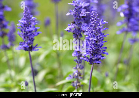 Blühende blaue Bugleweeds Ajuga in der Sommerwiese Stockfoto