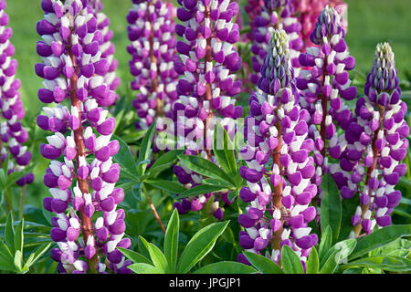 schöne zweifarbige weiß lila Blumen Lupinen blühen auf ein Beet in einem Garten. Blumen Bett blühen. Wilde Blume Lupine auf einen Sommer Wiese clos Stockfoto