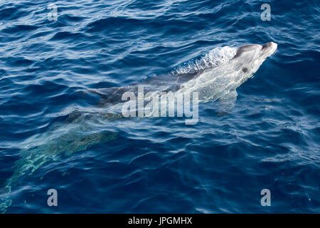Gemeinsame große Tümmler (Tursiops kürzt) Seifenblasen beim auftauchen in der Meerenge von Gibraltar zu atmen Stockfoto