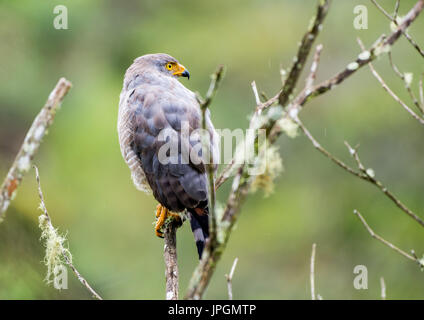 Eine straßenseitige Hawk (Rupornis Magnirostris) thront auf einem Baum. Kolumbien, Südamerika. Stockfoto