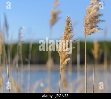 Blütenstand der Rohrkolben gegen den blauen Himmel. In der Nähe des Sees. Sommer Hintergrund. Ruhe und Stille. Stockfoto