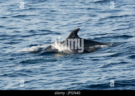 Gemeinsame große Tümmler (Tursiops kürzt) Mutter und baby auftauchen in der Meerenge von Gibraltar Stockfoto