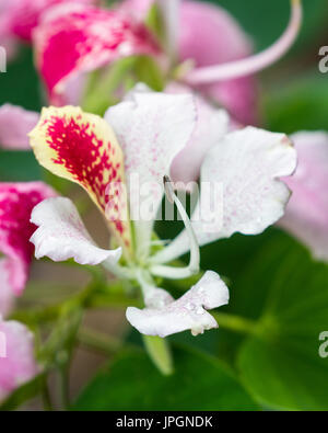 eine schöne Orchidee blüht auf einem Baum, Bauhinia Monandra hautnah. Stockfoto