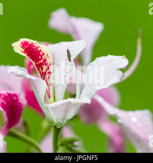 eine schöne Orchidee blüht auf einem Baum, Bauhinia Monandra hautnah. Stockfoto