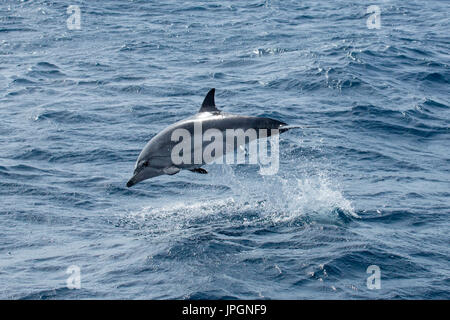 Gestreifte Delfin (Stenella Coeruleoalba) springen klar aus Wasser an der Meerenge von Gibraltar Stockfoto