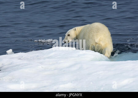 Ein männlicher Eisbär (Ursus Maritimus) auf der Eisscholle der Baffin Bay, Polarkreis, Baden gehen Stockfoto