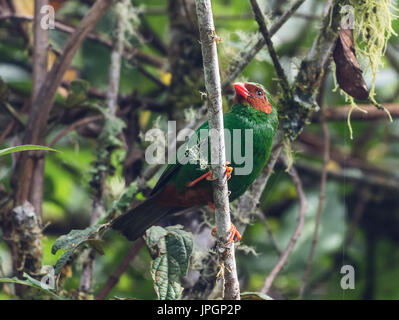 Grasgrün Tanager (Chlorornis Riefferii). Kolumbien, Südamerika. Stockfoto