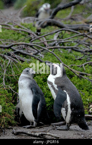 Afrikanische Pinguin oder Jackass-Pinguin (Spheniscus Demersus) Mutter und Küken in der Pinguinkolonie von Stony Point, immer neugierig auf Besucher Stockfoto