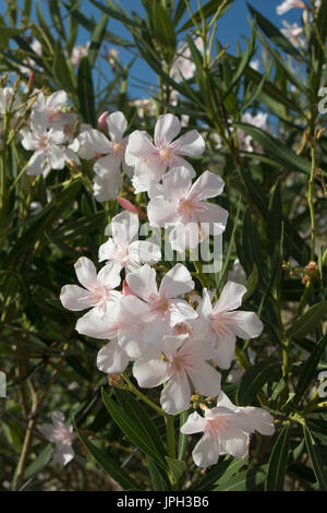 Nerium oleander, Weiß und Rosa, Chalki, Griechenland Stockfoto