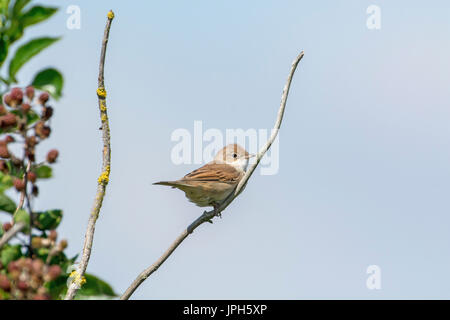 Junge common Whitethroat (Sylvia Communis), im ersten Sommer Gefieder. Stockfoto