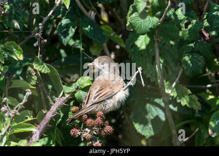 Junge common Whitethroat (Sylvia Communis), im ersten Sommer Gefieder. Stockfoto