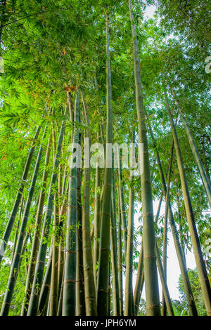 Bambus-Wald auf den Philippinen. Stockfoto