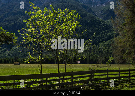 Hinterleuchtete Baum und Almwiese im Leutaschtal, Tirol, Österreich Stockfoto