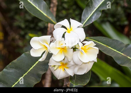 Frangipani (Plumeria Obtusa), weiße Blüten, Vietnam Stockfoto