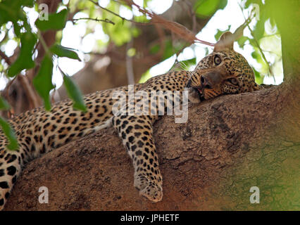 Leoparden (Panthera Pardus) ruht im Baum, South Luangwa Nationalpark, Sambia Stockfoto