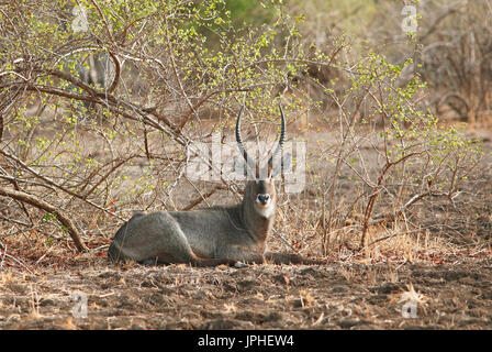 Ellipsen Wasserbock (Kobus Ellipsiprymnus) sitzen aufmerksam auf den Boden, South Luangwa Nationalpark, Sambia Stockfoto