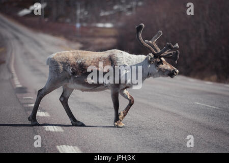 Rentier, Rangifer Tarandus, zu Fuß durch eine Straße in Lappland, Schweden Stockfoto