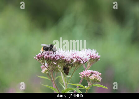 Ein Bumble Bee (Bombus sp) ernähren sich von Hemp Agrimony (Eupatorium Cannabinum) Stockfoto