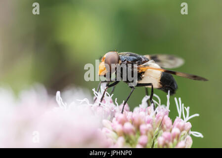 Ein Pellucid fliegen (Volucella Pellucens) Stockfoto