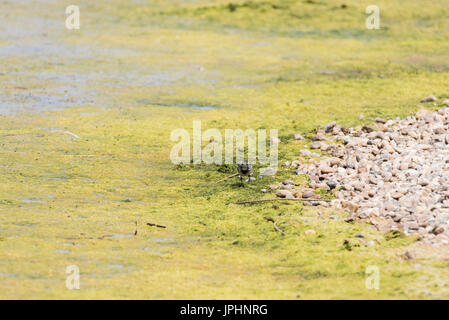 Nahrungssuche Young Pied Bachstelze (Motacilla Alba) Stockfoto