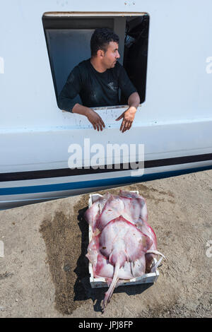 Entladen frisch Fisch verkauft am Kai im Hafen Sciacca in Southerm Sizilien, Italien. Stockfoto