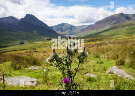 Speer Distel (Cirsium Vulgare) Blütenköpfchen wächst im Ogwen Valley in Bergen des Snowdonia National Park im Sommer. Ogwen, Conwy, North Wales, UK, Stockfoto