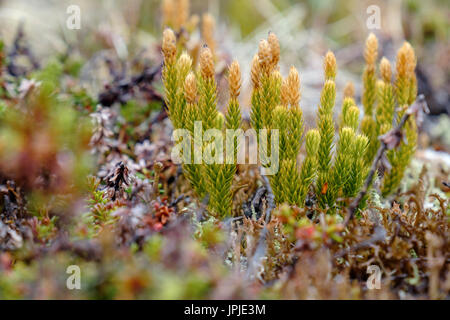 Unterbrochen Verein - Moos oder Stiff Clubmoss (Lycopodium annotinum) in der arktischen Tundra wächst im Sommer. Qaqortoq, südlichen Grönland. Stockfoto