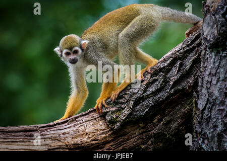 Tierwelt Tier gemeinsame Totenkopfaffen (Saimiri Sciureus) Stockfoto