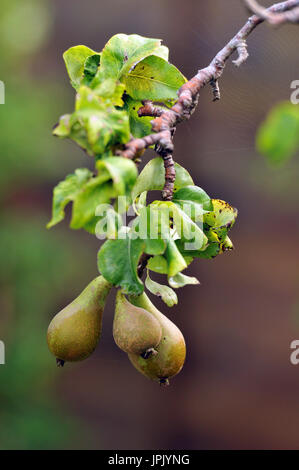 Einige grüne unreife Birnen wachsen auf einen Obstbaum im Garten in einem Bündel auf dem Ende von einem Ast oder Zweig mit grünen Blättern. frisches Obst zu Hause gewachsen. Stockfoto