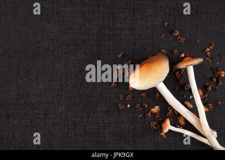 Frische Psilocybin Zauberpilze und trockene Trüffel auf schwarze Oberfläche, Top Aussicht. Psychedelische Medizin. Alternative Medizin, Naturheilmittel. Stockfoto