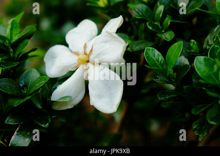 Eine einzelne weiße gardenia Blume in voller Blüte gegen das dunkelgrüne Laub der Bush eingestellt. Stockfoto