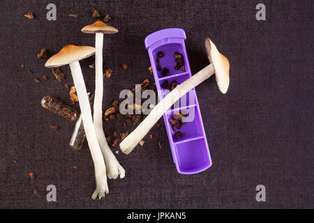 Frische und getrocknete Psilocybin magische Pilze auf schwarze Oberfläche, Top Aussicht. Alternative Medizin. Mikrodosierung. Stockfoto