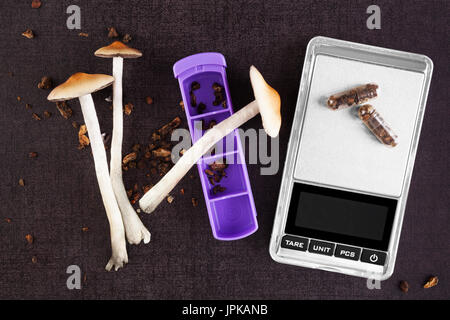 Magische Pilze Medizin, digitale Waage und Pille-Organizer, Mikrodosierung auf schwarzem Hintergrund, von oben. Psychedelische Pilze, Ansicht von oben. Stockfoto
