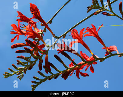 Die schönen tief Orangen Blumen von Crocosmia "Lucifer" eine mehrjährige Pflanzen auch bekannt als Monbretia, vor dem Hintergrund des blauen Himmels. Stockfoto