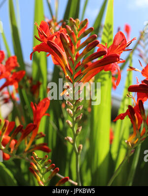 Die schönen tief Orangen Blumen von Crocosmia "Lucifer" eine mehrjährige Pflanzen auch bekannt als Monbretia. Stockfoto