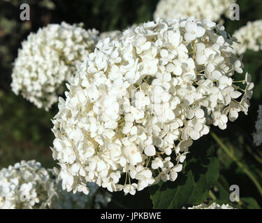 Die schönen frischen weißen Blüten von Hydrangea Arborescens 'Annabelle', auch bekannt als Hortensia, gegen einen dunklen Migrationshintergrund. Stockfoto
