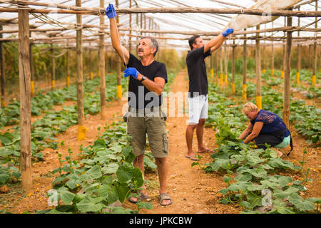 Landwirtschaft, Gartenbau, Landwirtschaft und Menschen Konzept - senior Brautpaar Gartenschlauch Bewässerung Pflanzen oder Gurke Sämlinge am Bauernhof Gewächshaus Stockfoto