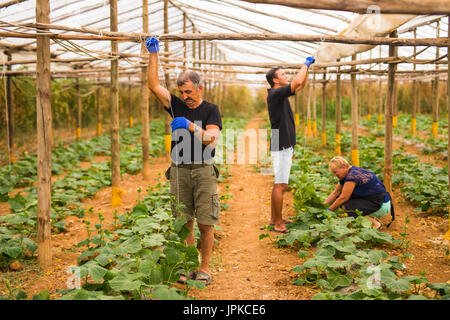 Landwirtschaft, Gartenbau, Landwirtschaft, Ernte und Menschen Konzept-senior Brautpaar mit Box von Gurken und Tablet-pc-Computer am Bauernhof Gewächshaus Stockfoto