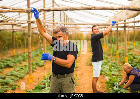 Landwirtschaft, Gartenbau, Landwirtschaft, Ernte und Menschen Konzept-senior Brautpaar mit Box von Gurken und Tablet-pc-Computer am Bauernhof Gewächshaus Stockfoto