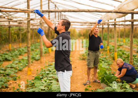 Landwirtschaft, Gartenbau, Landwirtschaft und Menschen Konzept - glückliche Familie arbeiten an Anlagen oder Gurke Sämlinge am Bauernhof Gewächshaus. Familienunternehmen Stockfoto