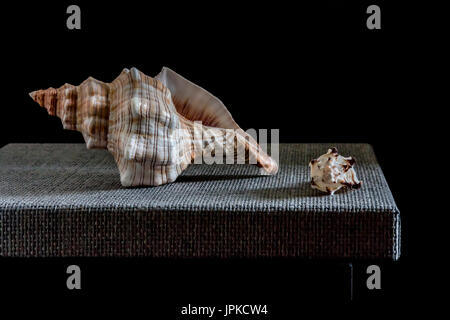 Stilleben mit Muscheln auf einem Tisch imitiert der niederländischen Meister der Ölmalerei Stockfoto