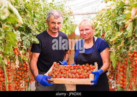 Landwirtschaft, Gartenbau, mittleren Alters und Menschen Konzept - senior Frau und Mann, die Ernte Ernte von Tomaten im Gewächshaus Stockfoto