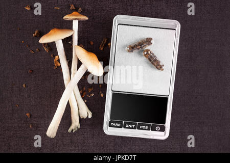 Zauberpilz in Microdose Kapseln und Digitalwaage, Pilze frische Magie von oben. Psilocybe Pilze. Alternative Medizin. Stockfoto