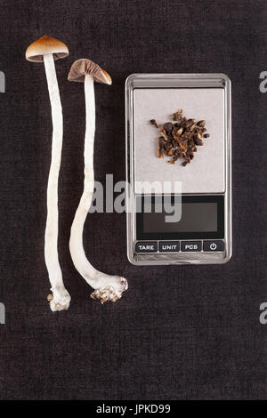Frische und getrocknete Psilocybin Pilz auf digitale Taschenwaage auf schwarzem Hintergrund, Ansicht von oben. Psychedelische therapeutischen Einsatz. Stockfoto