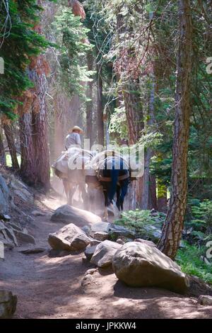 Pack Maultier Zug auf eine hohe Sierra Spur, Sequoia Nationalpark, Kalifornien Stockfoto