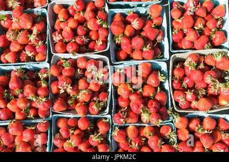 Monawk Valley, New York State - frische Juni Erdbeeren zum Verkauf auf einem Bauernmarkt in Utica, New York State. Stockfoto