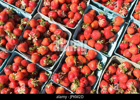 Monawk Valley, New York State - frische Juni Erdbeeren zum Verkauf auf einem Bauernmarkt in Utica, New York State. Stockfoto