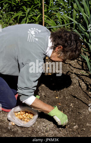 Mohawk Valley, New York State - Frau einpflanzen Zwiebel setzt in ihrem Haus Garten. Stockfoto